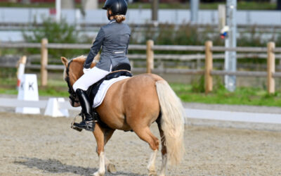 Opleiding tot jurylid Brons (incl Bixie) in Zuid-Holland