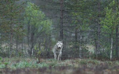 Ben je als paardenhouder aansprakelijk bij aanval wolf?