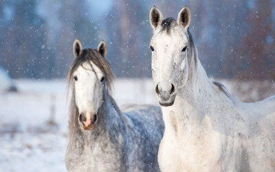 Winteruitdagingen op hippische accommodaties