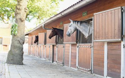 I&R: vanaf 21 april registratie paarden op locatie verplicht