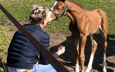 Tenwolde Horses: “We genieten als onze klanten tevreden zijn”