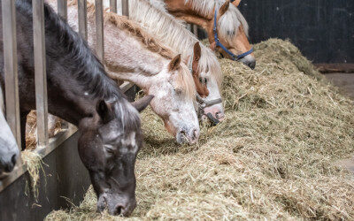 I&R: vanaf vandaag paarden koppelen aan UBN