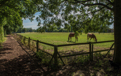 Stikstofstatus voor paardenhouderijen