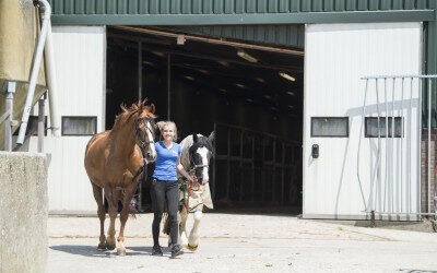 Schade door een paard: wie is aansprakelijk?