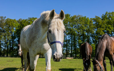 I&R: registreer uw paarden, aanmelden nu nog kosteloos