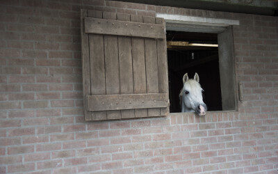 Paard verkopen bij onbetaalde rekening?