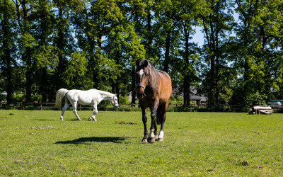 Paarden houden met de huidige stikstofproblematiek?