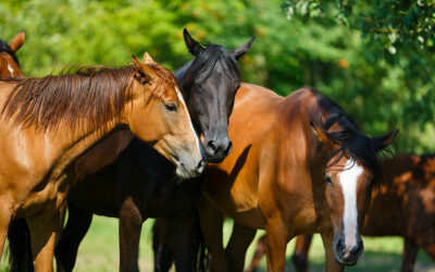 Hoe staat het met paardenwelzijn in Nederland?