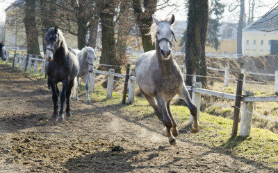 Warme winters beïnvloeden wormbesmetting paard