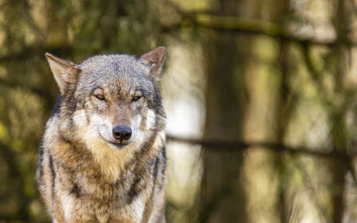 Paarden beschermen tegen de wolf