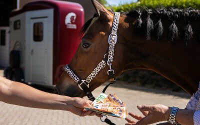 Paardenhandel krijgt toch 6 maanden garantietermijn