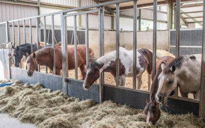 Paard in vrijloopstallen hoger belast