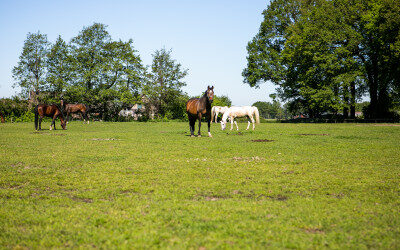 NVWA gaat strikter toezien op registratie paarden