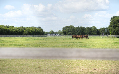 Webinar stikstofplannen paardenhouderij