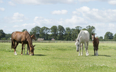 Sectorraad Paarden aan tafel bij Remkes