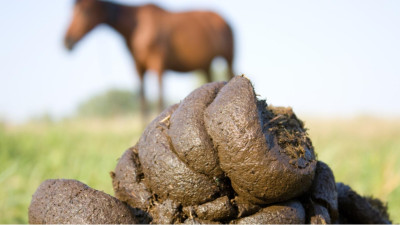 “Van de 110 paarden hebben er vaak 16 wormen, moet je nagaan als je die andere 94 dus onnodig zou ontwormen.”