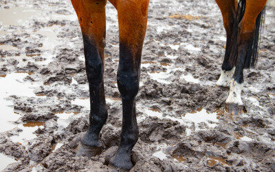 Paardenwelzijn in de herfst en de winter