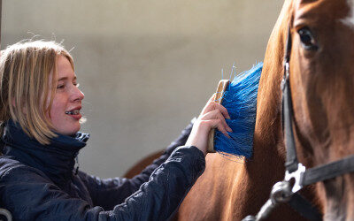 Toenemend belang EU voor hippische sector