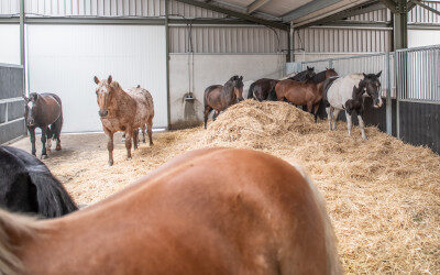 Voordelig hippisch innoveren in 2023