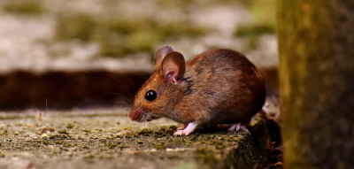 Chemische middelen tegen knaagdieren sinds 2023 strafbaar