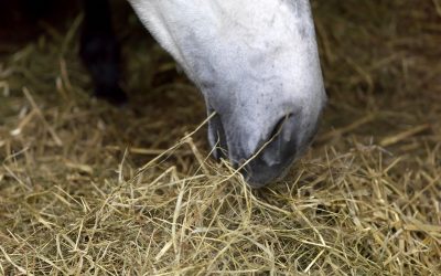 Voertip: Voer je paard vandaag voor het werk van morgen