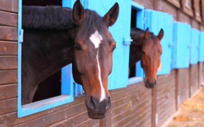 Practoraat ontwikkelt vitaliteitscheck manegepaarden